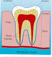 endo.jpg (35210 bytes)